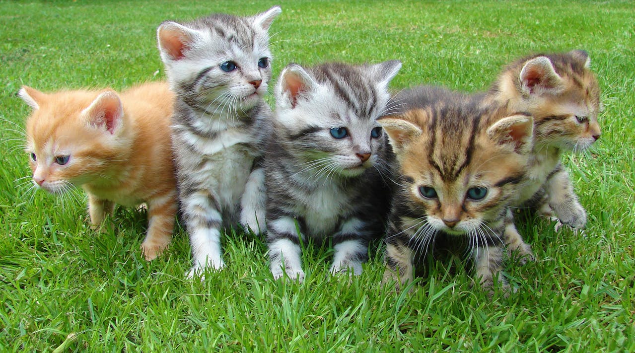 ¿En qué dimensión vibran los animales?